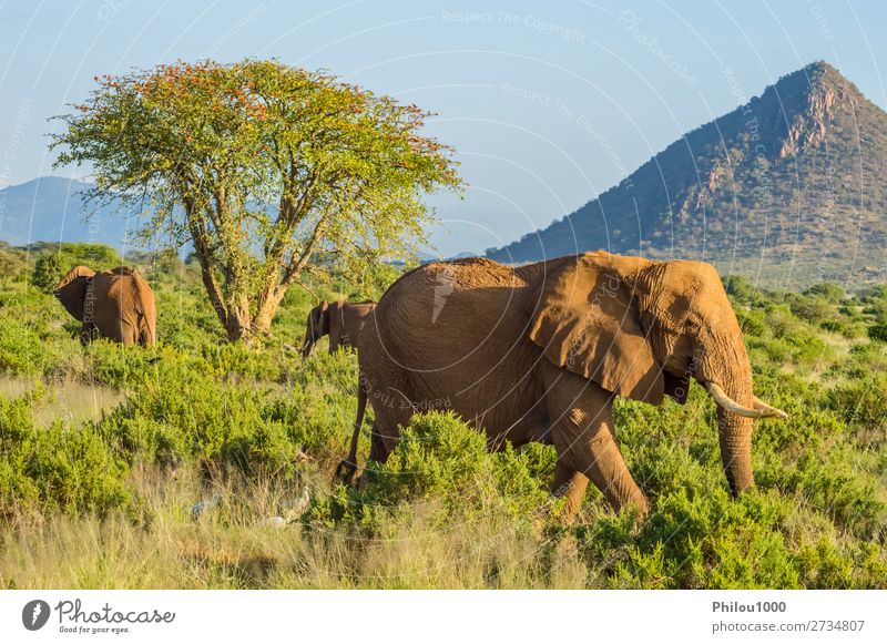 Three elephants in the savannah of Samburu Park in central Kenya Playing Vacation & Travel Safari Family & Relations Nature Animal Tree Herd Together Large Wild