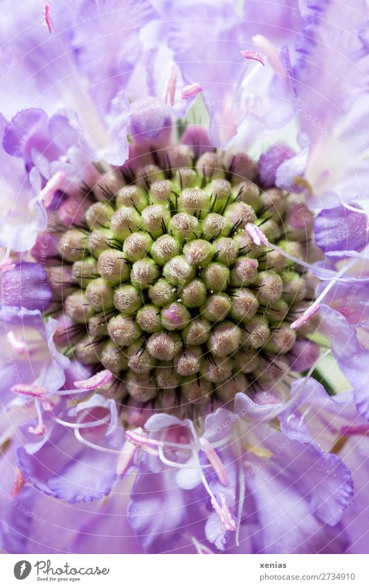 Detailed view of Scabiosa Summer Flower Blossom scabiosa card plant Italian honeysuckle Green Violet Colour photo Studio shot Close-up Macro (Extreme close-up)