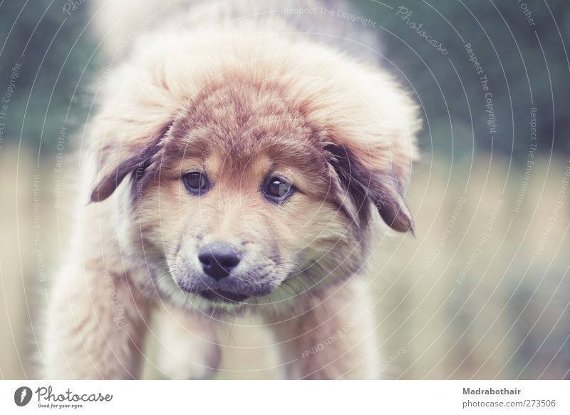 Elo Puppy Pet Dog A Royalty Free Stock Photo From Photocase