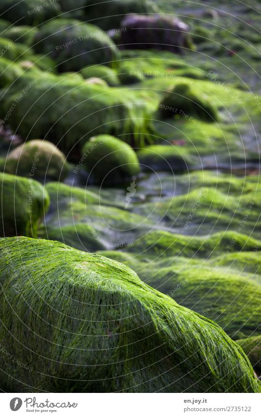 hairy Nature Climate Climate change Aquatic plant Algae Rock Coast Green Sustainability Environment Environmental protection High tide Low tide Stone