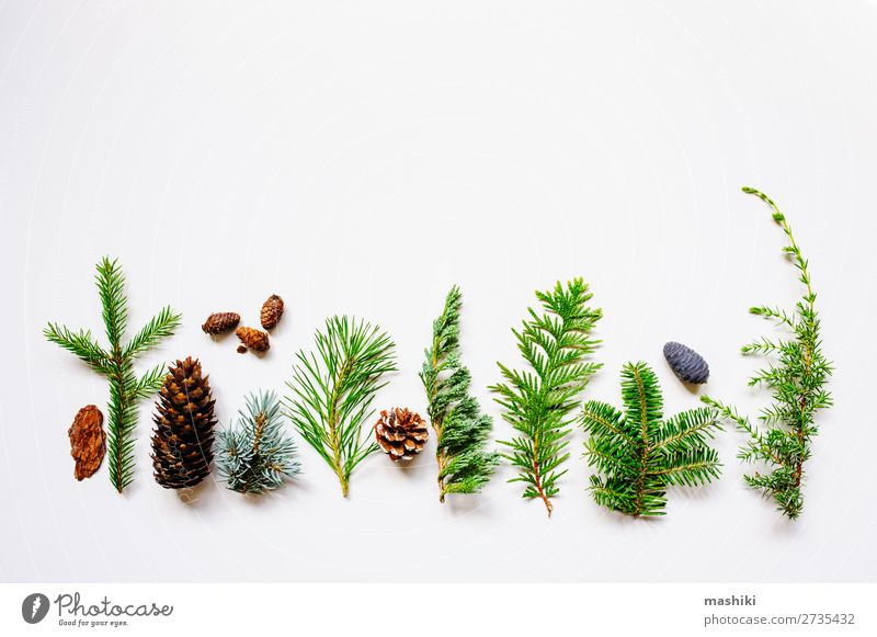 collection of various conifers and its cones - a Royalty Free Stock ...