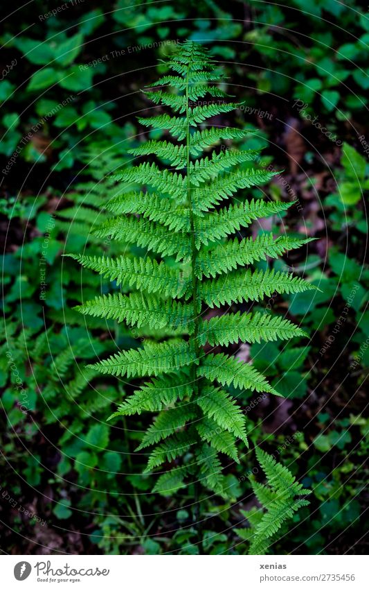 frond Fern Environment Nature Plant spring Summer flaked Foliage plant Pteridopsida Fern leaf Leaf green Plumed Forest Virgin forest Botany Detail