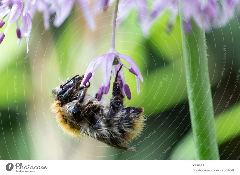 Bumblebee at the star ball leek Summer Plant Flower Blossom leeks Star-spotted leeks Garden Park Animal Wild animal Bee Wing Pelt Bumble bee Insect