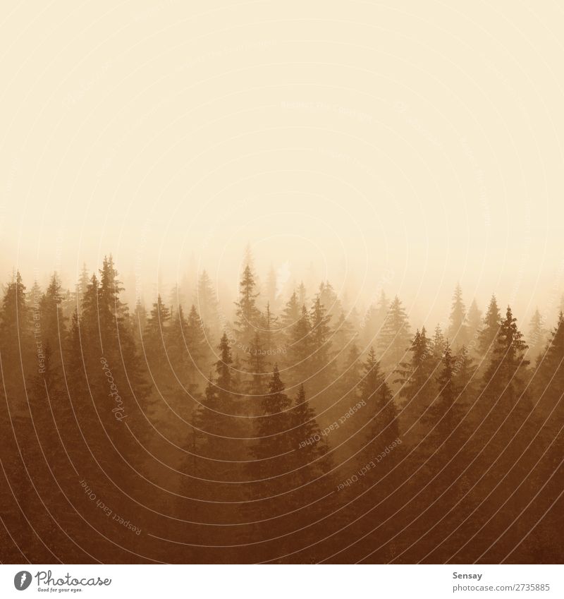 landscape in sepia - pine forest Summer Mountain Environment Nature Landscape Fog Tree Forest Sadness Natural Yellow Loneliness mystery light diagonals Seasons