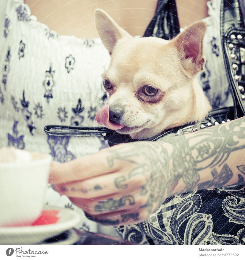 cappuccino addicted Beverage Coffee Cappuccino Drinking Café Feminine Young woman Youth (Young adults) Life Hand 1 Human being 18 - 30 years Adults Pet Dog