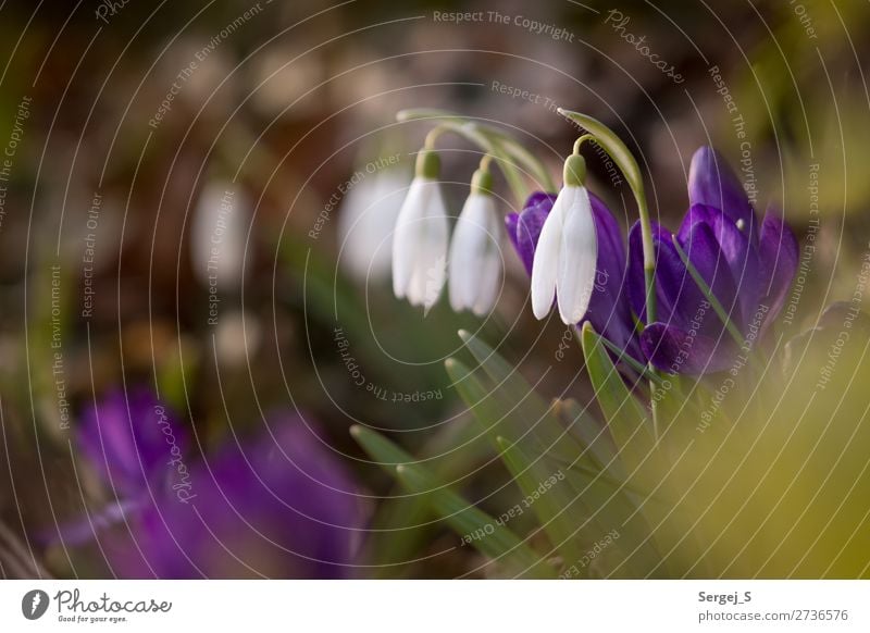 Spring will come Environment Nature Plant Beautiful weather Flower Grass Blossom Common snowdrops (Galanthus nivalis) Garden Meadow Fragrance Small Brown Green