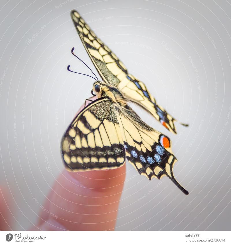 balance Fingers Nature Summer Animal Butterfly Wing Insect Swallowtail 1 Esthetic Beautiful Love of animals Ease Change Transform Metamorphosis Colour photo