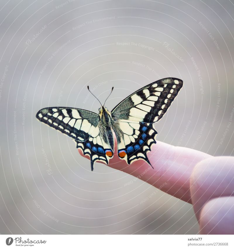 ready for the first flight Fingers Environment Nature Animal Butterfly Insect Swallowtail 1 Esthetic Free Beautiful Love of animals Elegant Ease Colour photo