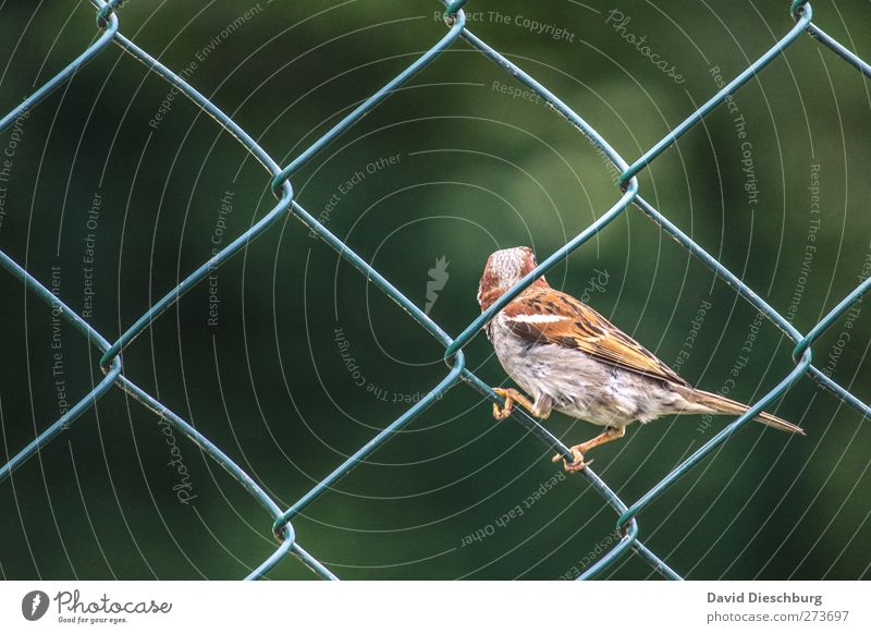 zaungast Animal Bird 1 Brown Gray Green Fence Wire netting fence Square Sparrow Sit To hold on onlooker Plumed Looking away Diagonal Colour photo Exterior shot