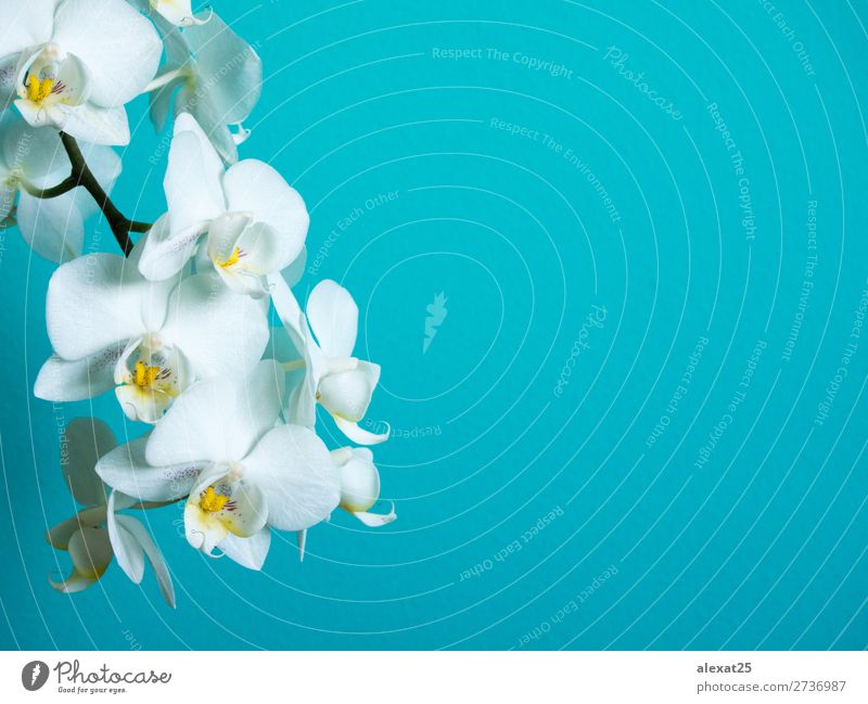 White phaleanopsis orchid on blue background with copy space Exotic Beautiful Nature Plant Flower Orchid Blossom Bright Natural Blue Colour blooming botanical