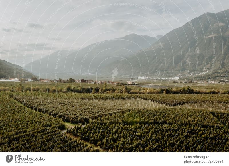 Vineyards in autumn South Tyrol vineyards Apple harvest fruit grapes Autumn Aerial photograph aerial photograph drone DJI