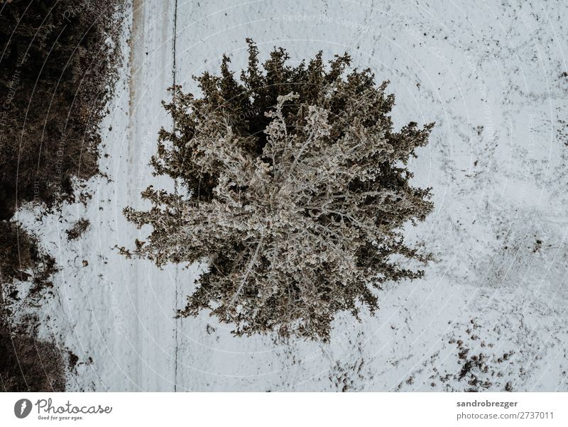 Fir tree from above Tree Spruce Winter Snow trees Forest Heathland Aerial photographs drone Air