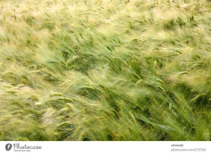 early beer Grain Agricultural crop Crops Barley Barleyfield Field Green Colour photo Exterior shot Deserted Copy Space top Blur Motion blur