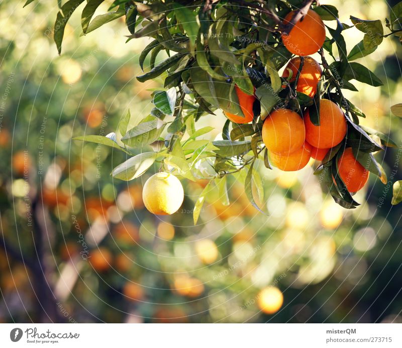 Orange Garden IX Environment Nature Esthetic Orange juice Orange peel Orange tree Orangery Fruit Tropical fruits Mature Ecological Organic produce