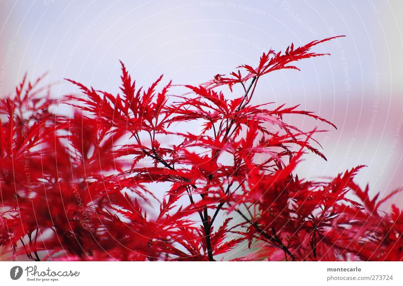 Red maple Environment Nature Plant Sky Summer Beautiful weather Tree Bushes Leaf Foliage plant Wild plant Maple tree Park Thin Authentic Point Thorny Dry Warmth