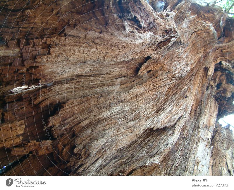 Big tree from below Snapshot Forest Worm's-eye view old tree Digital photography