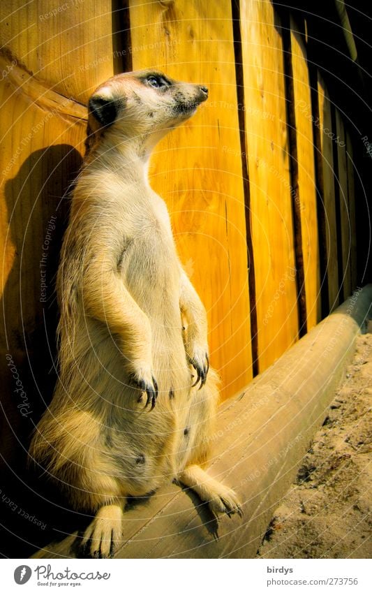 A meerkat standing upright on observation post Meerkat 1 Animal Mongoose Observe suricata suricatta Looking Stand Funny Curiosity Cute Brown Yellow