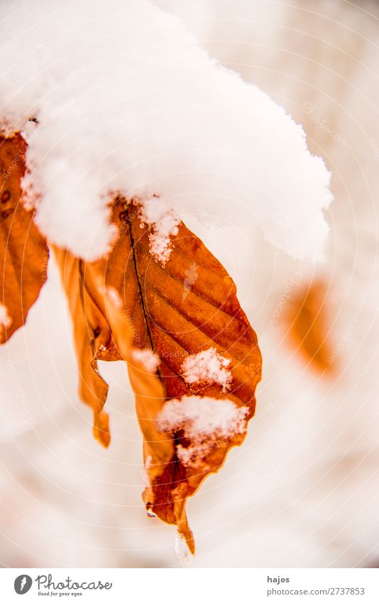 Beech leaf in the snow Winter Nature Snow Snowfall Tree Leaf White Alpina snowcap BU snowy saccharified winches Forest Season Brown Colour photo Exterior shot