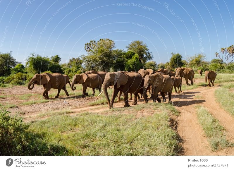 Herd elephants in the savannah of Samburu Park Playing Vacation & Travel Tourism Safari Baby Family & Relations Nature Landscape Animal Wild addo Africa african