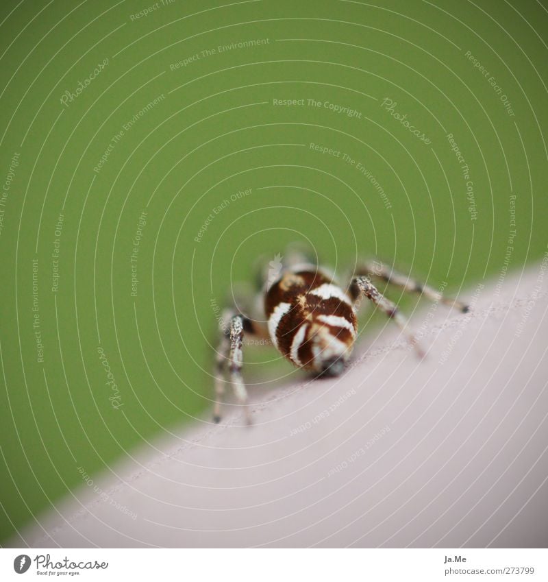 The zebra in the garden Animal Wild animal Spider Zebra spider 1 Exotic Brown Green Colour photo Multicoloured Exterior shot Close-up Macro (Extreme close-up)