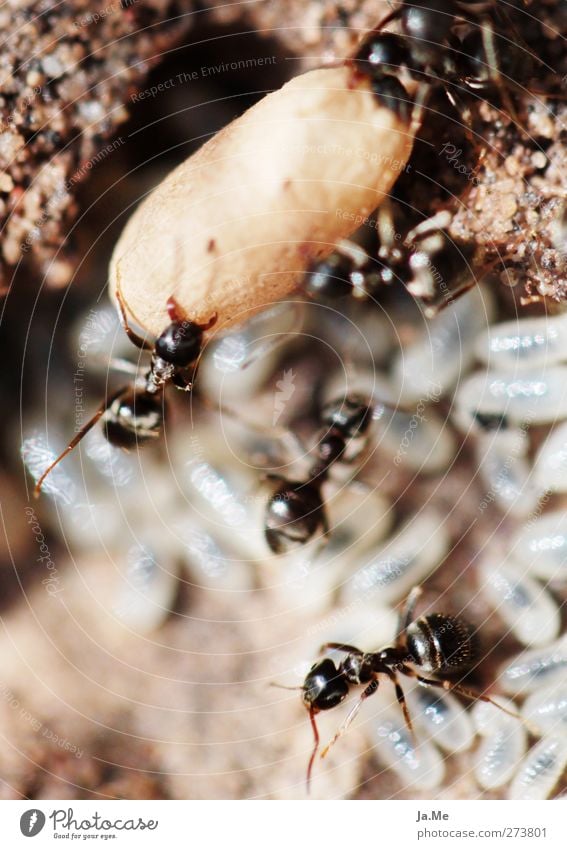Hardworking workers Animal Wild animal Ant Ant-hill Larva Group of animals Work and employment Brown Black Colour photo Multicoloured Exterior shot Close-up