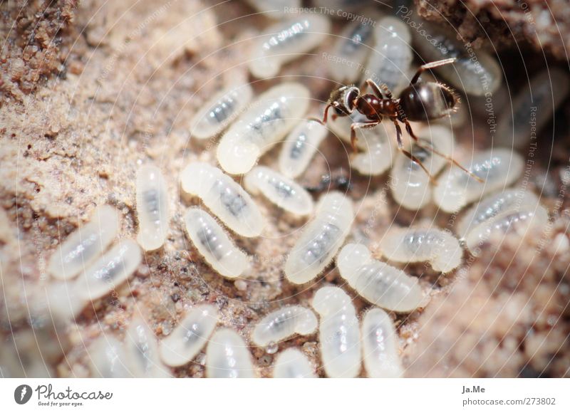 The agony of choice... Animal Wild animal Ant Ant-hill Larva Group of animals Work and employment Select Brown White Colour photo Exterior shot Close-up