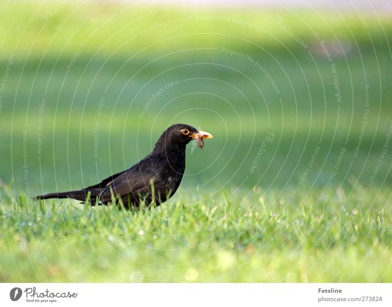 breakfast Environment Nature Plant Animal Summer Grass Garden Park Meadow Wild animal Bird Wing 1 Bright Natural Blackbird Earthworm little man To feed Foraging