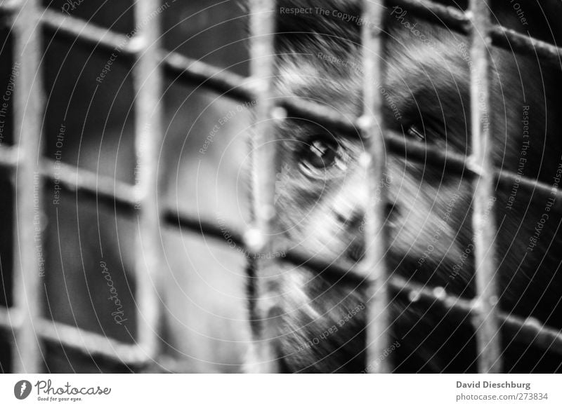 Will you take me with you? Animal Wild animal Animal face Pelt Zoo 1 Monkeys Grating Captured Enclosed Sadness Eyes Compassion Black & white photo Exterior shot