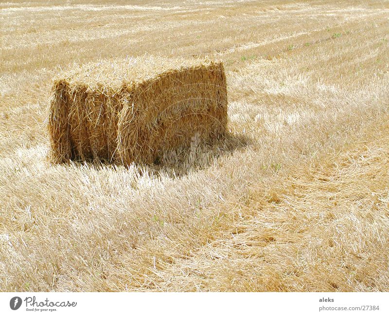 hay field in the straw