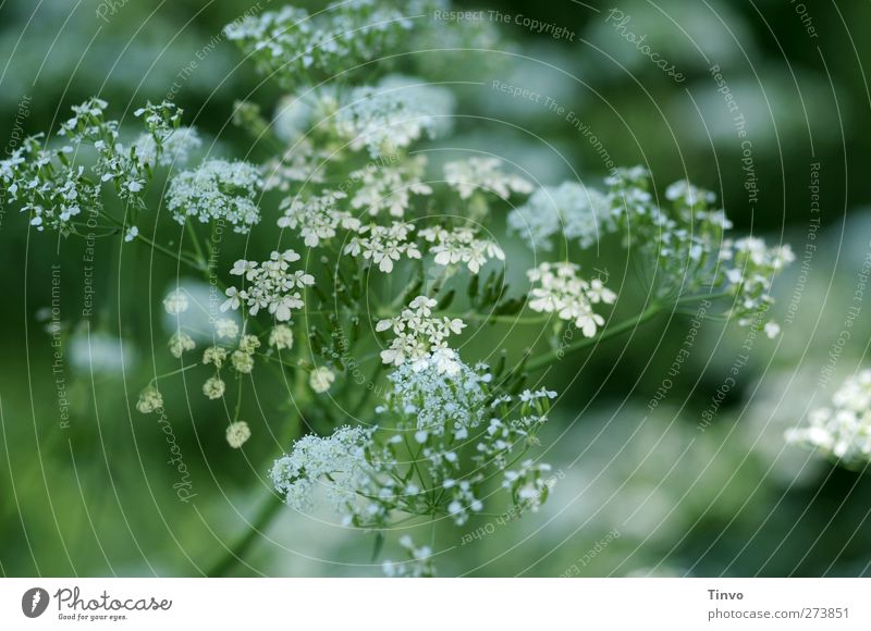 Yarrow 3 Spring Plant Blossom Foliage plant Agricultural crop Wild plant Green White Nature Common Yarrow Flowering plant Herbacious Medicinal plant Blossoming