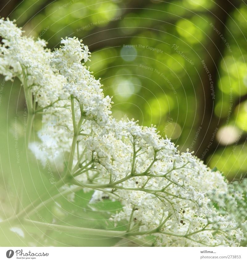 elder bush Nature Plant bushes bleed Elder elderberry blossoms green White Colour photo Exterior shot Deserted Shallow depth of field