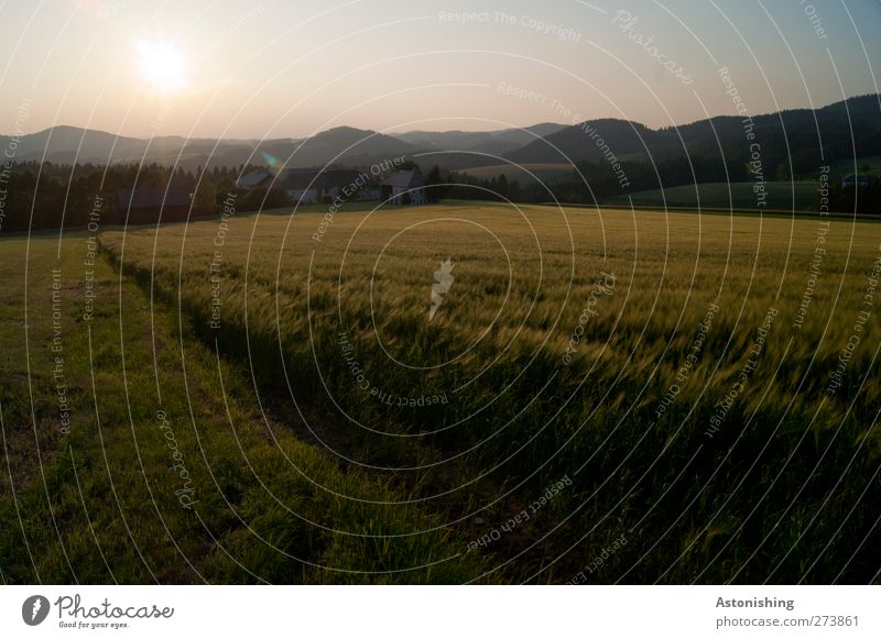 vastness Environment Nature Landscape Plant Sky Cloudless sky Sun Sunlight Summer Weather Beautiful weather Tree Grass Agricultural crop Meadow Field Forest