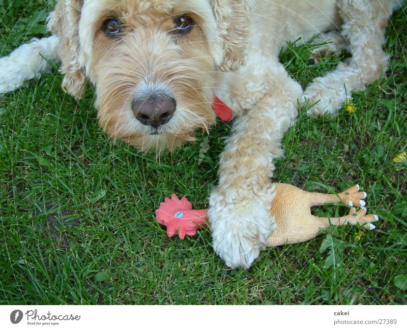"Mine!" Dog Friendship Antagonism Food envy Playing Thief Summer Hunting