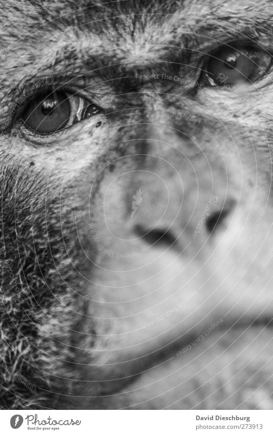 Close to tears Animal Wild animal Animal face Pelt Zoo 1 Compassion Sadness Longing Monkeys Nose Eyes Muzzle Tears Captured Black & white photo Close-up Detail