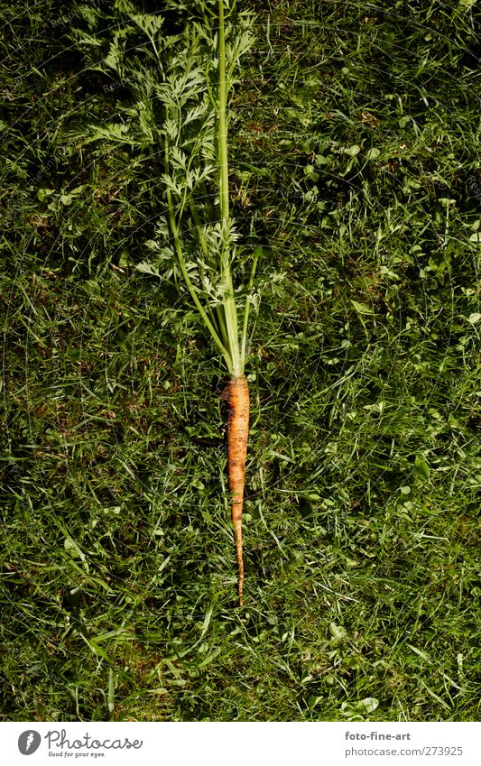 carrot Food Nutrition Organic produce Vegetarian diet Style Life Animal Plant Grass Foliage plant Agricultural crop Field Fitness Fresh Healthy Colour photo