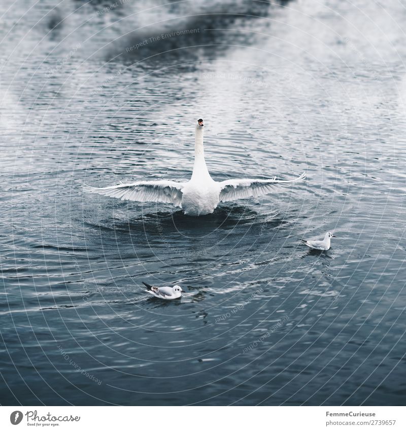 An angry swan in a pond Nature Animal Lake Pond Water Swan Feather Bird furious Excitement Wing Colour photo Exterior shot Central perspective