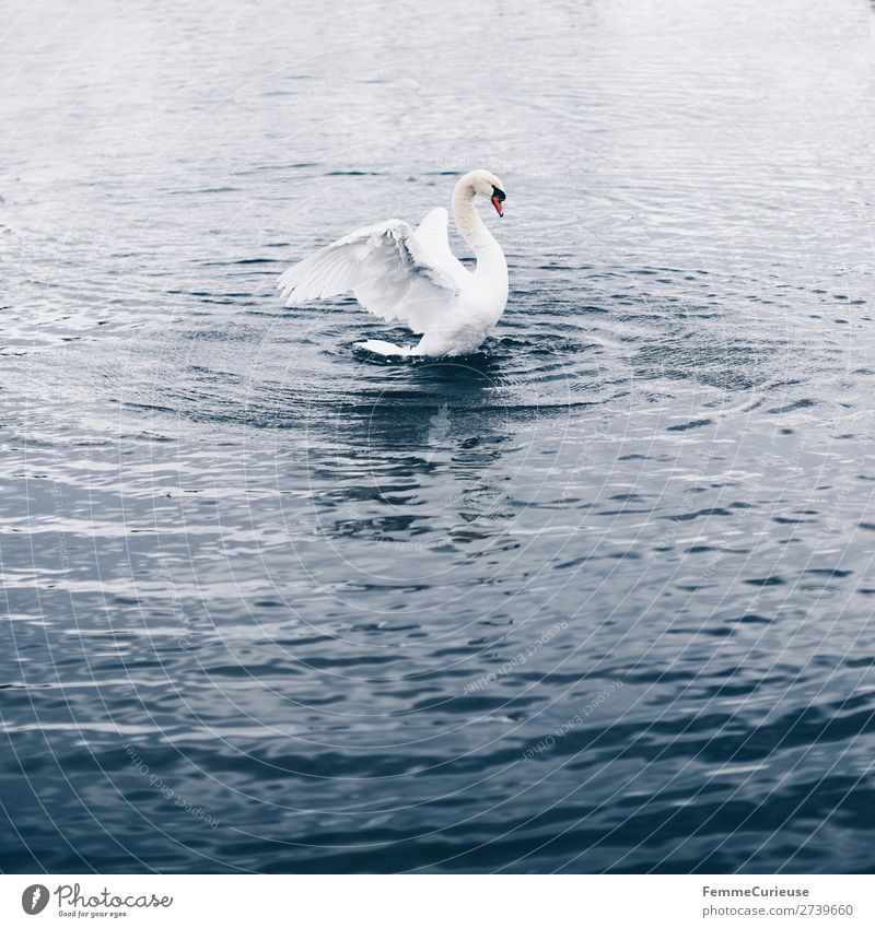 A swan in a pond flapping its wings Nature Animal Swan Bird Pond Lake Float in the water Feather White Water Graceful Colour photo Exterior shot