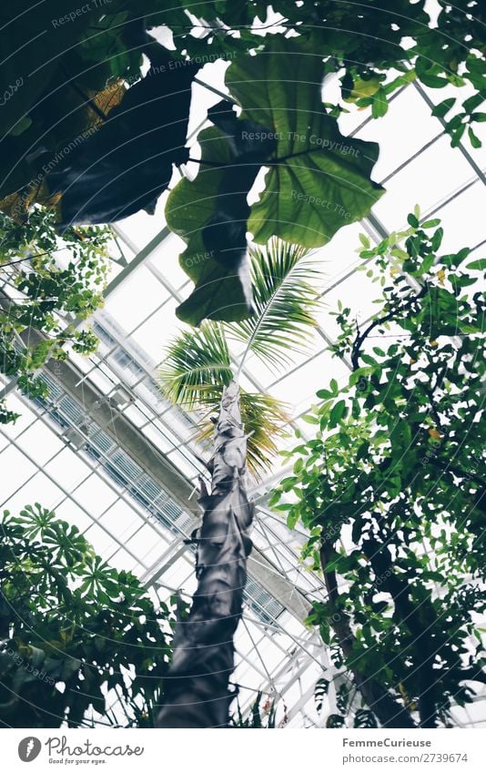 View from below of glass roof in greenhouse Nature Greenhouse Botanical gardens Botany Glass roof Plant Roof Pane Palm tree Bright Foliage plant Colour photo