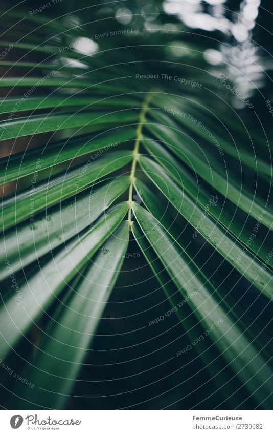 Leaf of a palm tree Nature Structures and shapes Pattern Palm tree Leaf green Palm frond Stalk Green Greenhouse Botanical gardens Foliage plant Colour photo