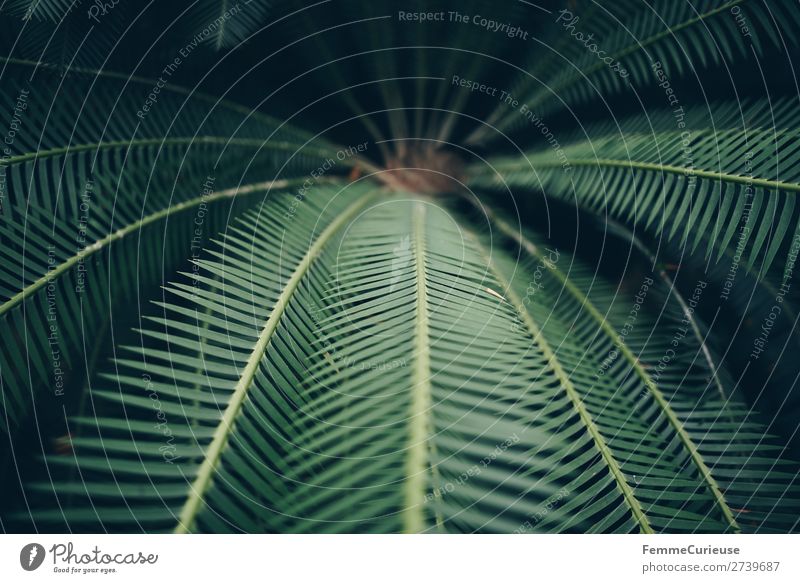 Leaves of afar Nature Structures and shapes Fern Pteridopsida Fern leaf Foliage plant Green Plant Botanical gardens Greenhouse Pattern Leaf Colour photo