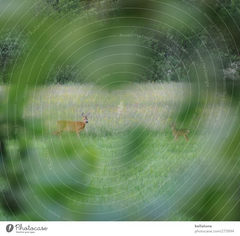 tensioner perspective Environment Nature Plant Grass Bushes Leaf Foliage plant Wild plant Meadow Field Forest Animal Wild animal 2 Baby animal Animal family