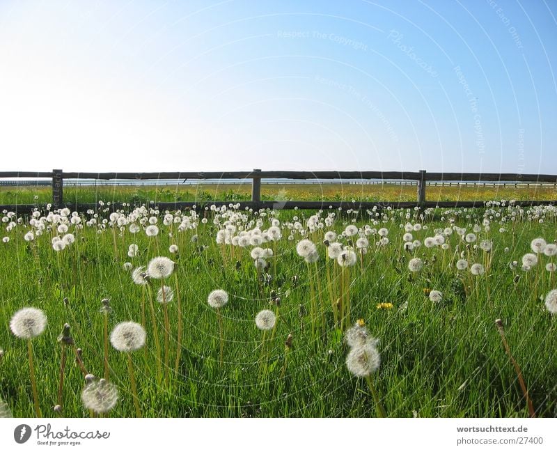 Dandelion on the meadow Flower Meadow Grass Fence Green Field Garden Graffiti Blue sky Landscape Nature