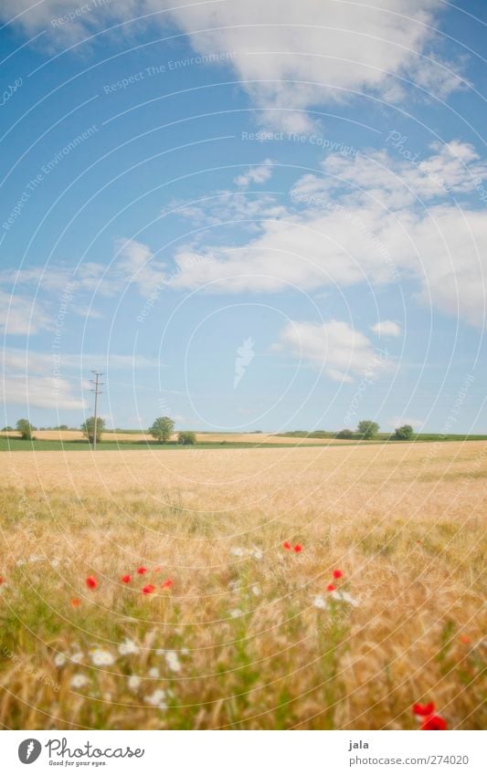days like this. Environment Nature Landscape Plant Sky Clouds Summer Beautiful weather Tree Grass Foliage plant Agricultural crop Field Natural Blue Yellow