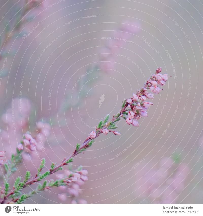 pink flowers Flower Pink Blossom leave Plant Garden Floral Nature Decoration romantic Beauty Photography fragility background spring Summer Winter Autumn