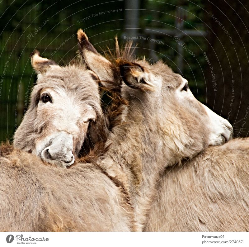 cuddly friends Animal Farm animal Animal face Zoo Donkey 2 Pair of animals Love Dream Sadness Embrace Brown Emotions Moody Safety (feeling of) Sympathy Together
