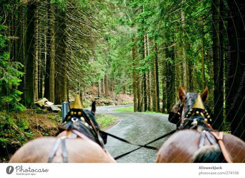 High on the... Nature Summer Tree Animal Farm animal Horse 2 Movement Endurance Adventure Tourism Spruce forest Forest Horse and cart Horse-drawn carriage Harz