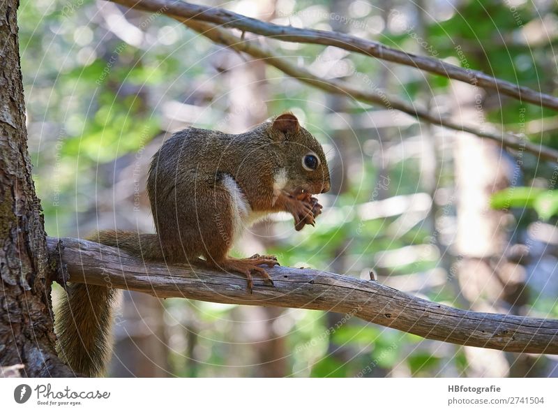 Squirrel / Squirrel Environment Nature Animal Wild animal Calm Cute Rodent Forest animal Colour photo Exterior shot Deserted Day Light Shadow