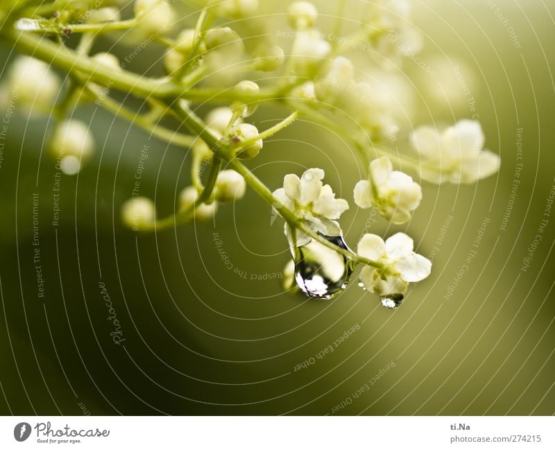 good journey Nature Water Drops of water Spring Summer Blossom Wild plant Blossoming Fragrance Bright Beautiful Elder Elderflower Dew Colour photo