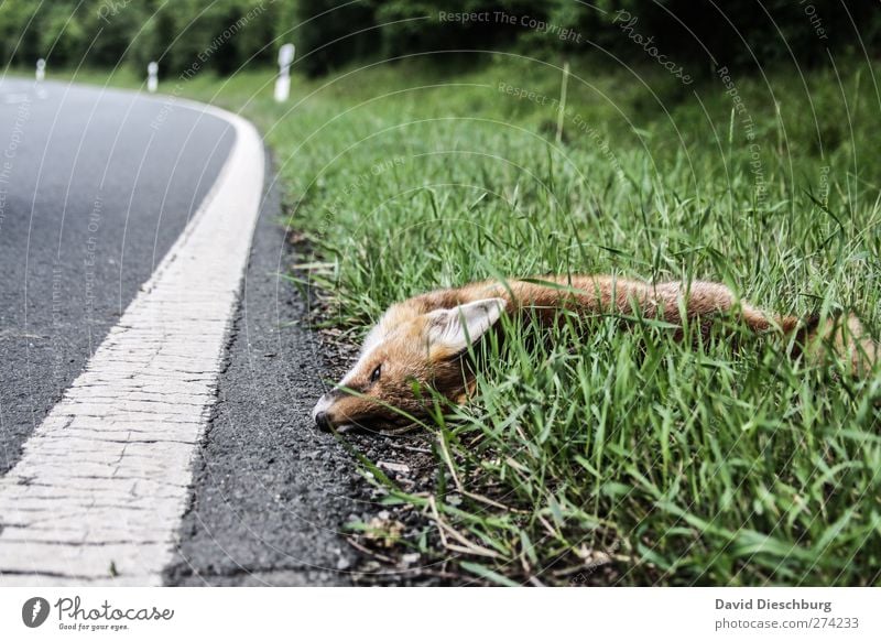 What did he do to you...? Nature Summer Grass Street Animal Wild animal Dead animal 1 Green Fox Line Lie Red fox Traffic lane run sb./sth. over Accident
