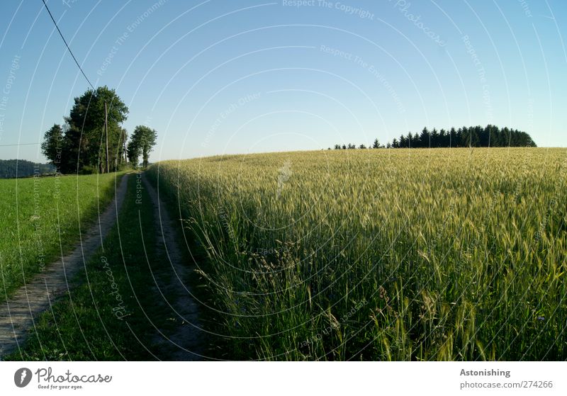 off Environment Nature Landscape Plant Earth Sand Sky Cloudless sky Horizon Summer Weather Beautiful weather Tree Flower Grass Agricultural crop Meadow Field